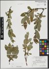Foto von Salix hastata L.